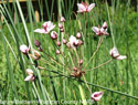 Flowering Rush