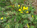 Washington state noxious weeds