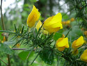 Gorse