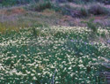 Hairy Whitetop