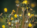 Hawkweed