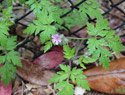 Herb Robert