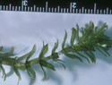 Hydrilla