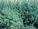 Kochia