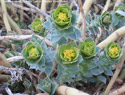 Myrtle Spurge