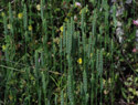 Narrowleaved Crosswort