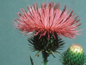 Plumeless Thistle