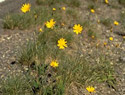 Polar Hawkweed