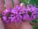 Purple Loosestrife