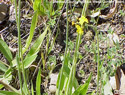 Queen-Devil Hawkweed