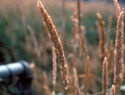 Reed Canarygrass