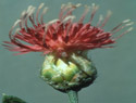 Russian Knapweed