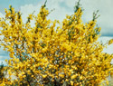 Scotch Broom