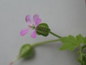 Shiny Geranium