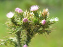 Slenderflower Thistle