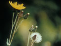 Smooth Hawkweed