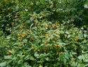 Spotted jewelweed