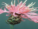 Spotted Knapweed