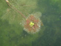 Swollen Bladderwort