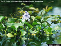 Water Hyacinth