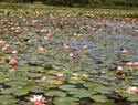 Fragrant Water Lily