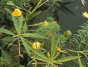 Water Primrose