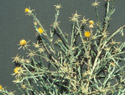 Yellow Starthistle