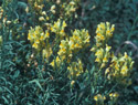 Yellow Toadflax